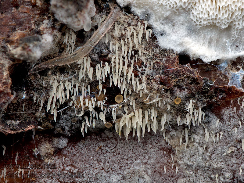 Mucronella calva Ostenatka lysá Rasiges Stachelspitzchen