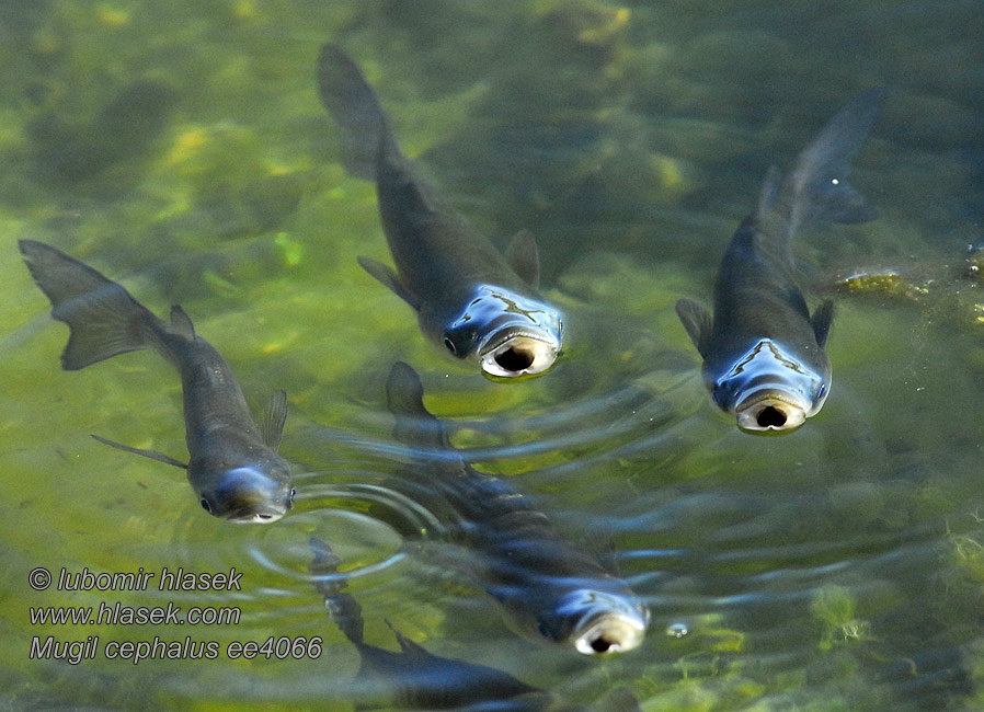 Mugil cephalus Flathead grey mullet