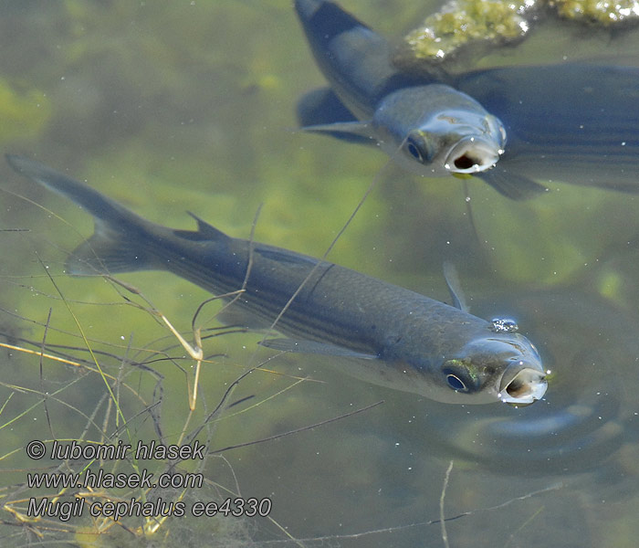 Mugil cephalus Großkopfmeeräsche