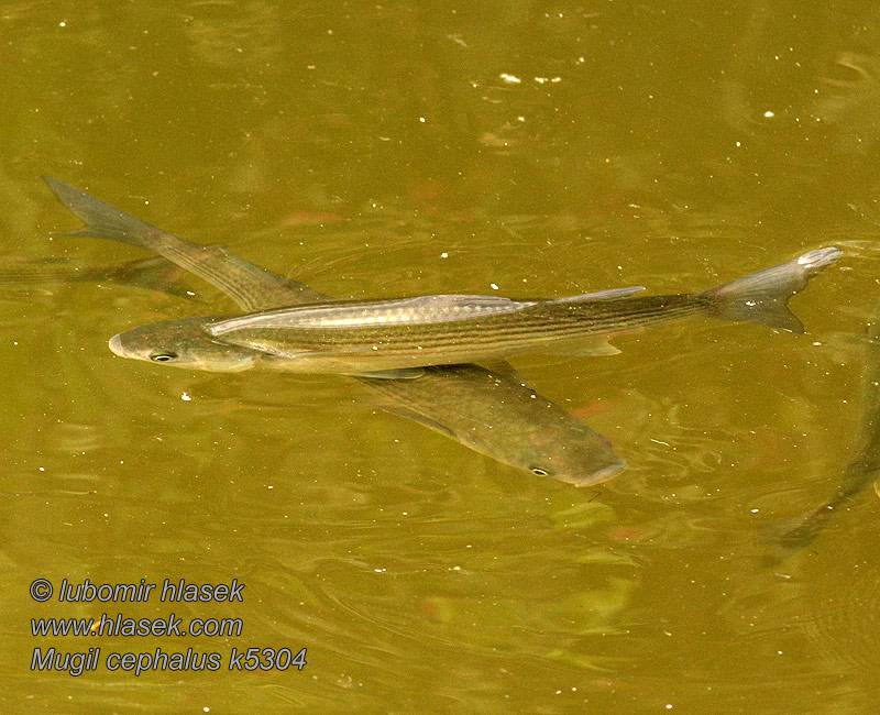 Flathead grey mullet Mugil cephalus