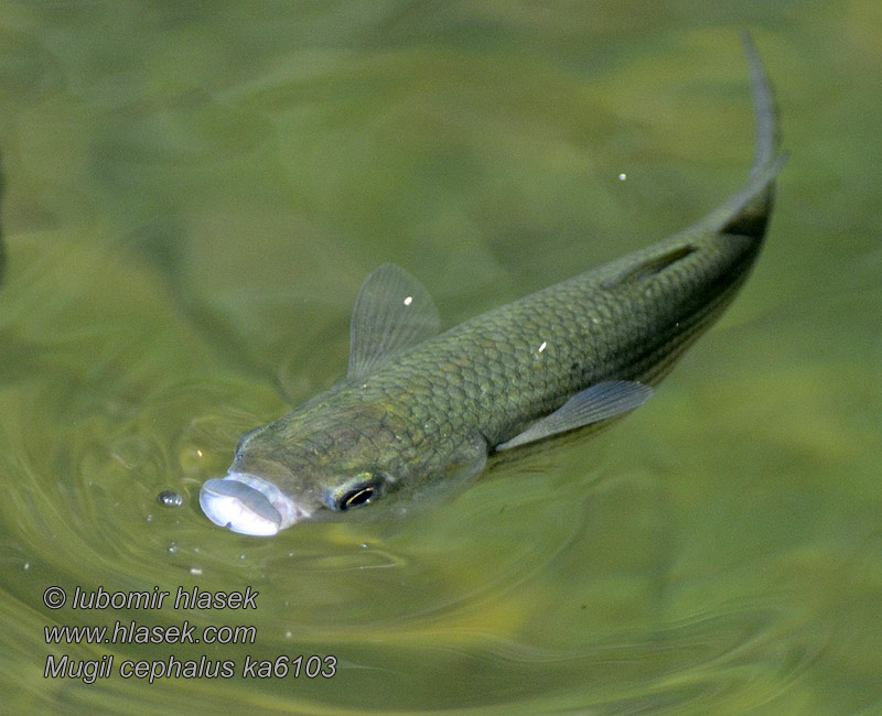 Лобан 鯔魚 Mújo Mugil cephalus