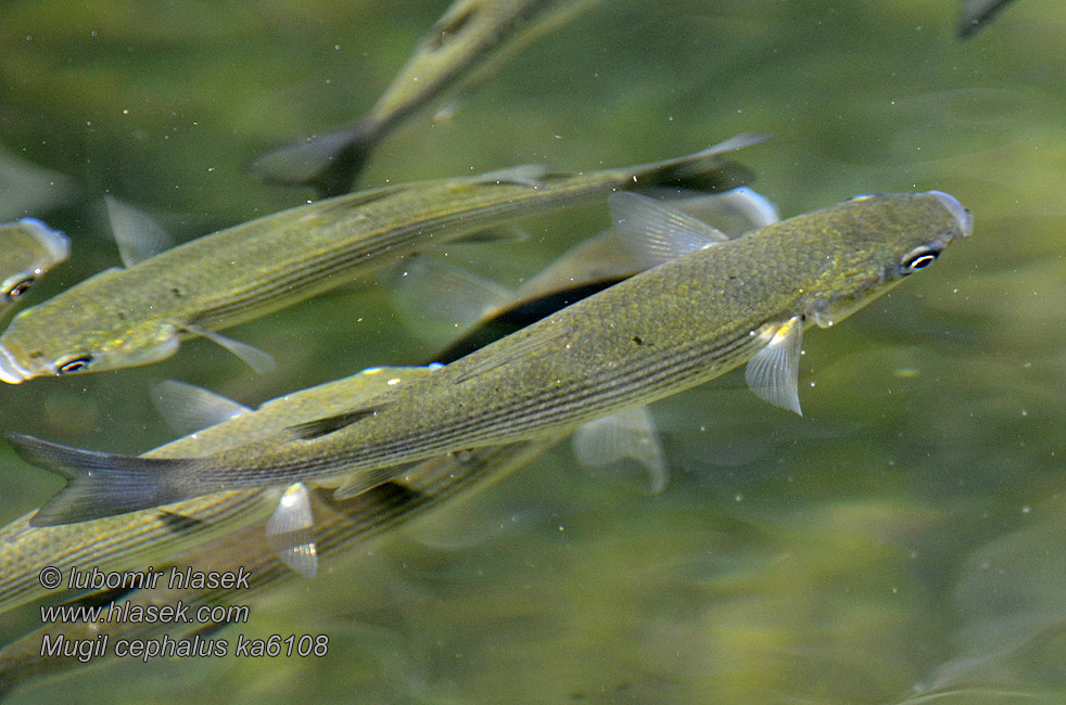 Mugil cephalus