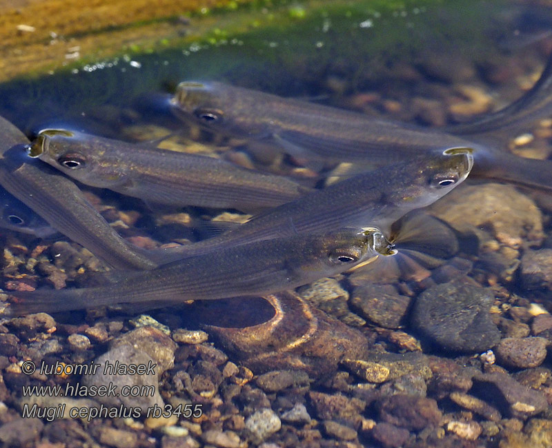 Mugil cephalus Flathead grey mullet Cípal hlavatý