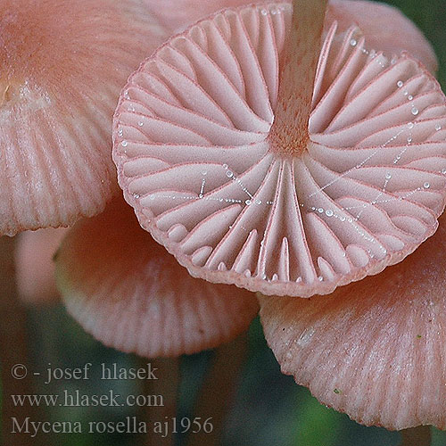 Mycena rosella Helmovka růžová Mycène rosâtre