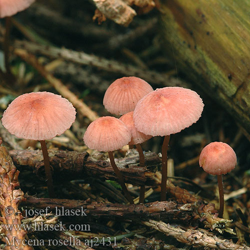 Mycena rosella Мицена розовая розовик