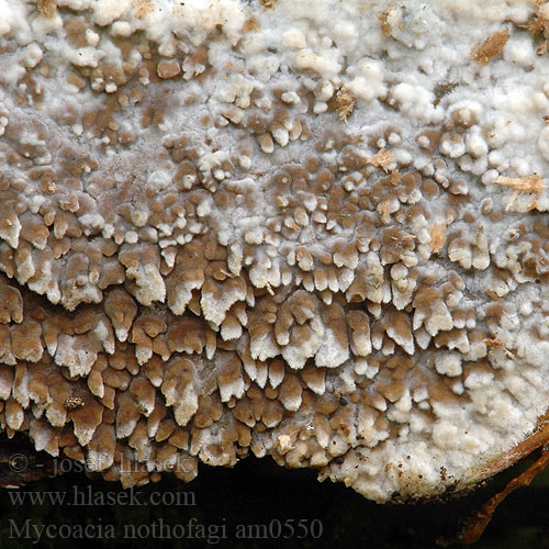 Mycoacia nothofagi Odontia Phlebia Hrotnatečka sladkovonná