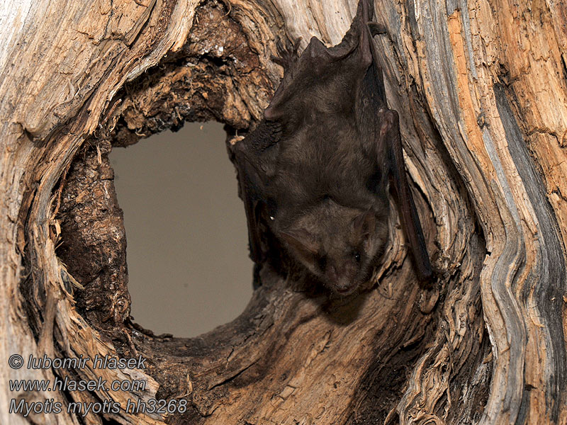 Myotis myotis Greater mouse-eared bat Netopýr velký Großes Mausohr