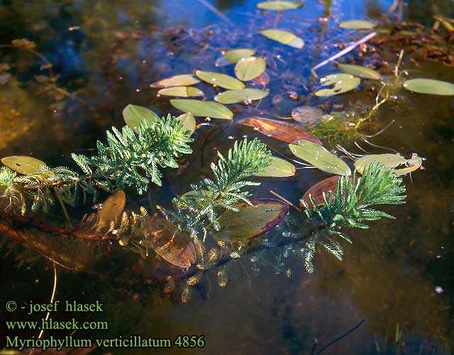 Myriophyllum verticillatum Whorled Water Milfoil Quirl-Tausendblatt