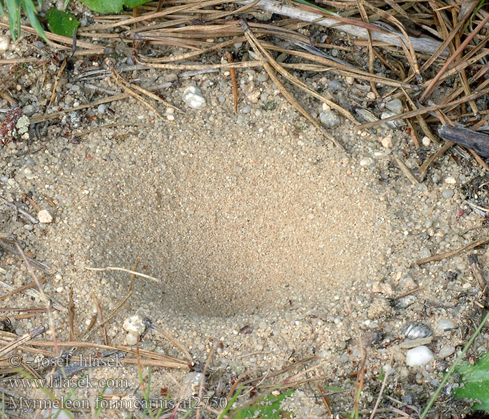 金沙牛 Közönséges hangyaleső Mravcolev čiernobruchý Karınca arslanı