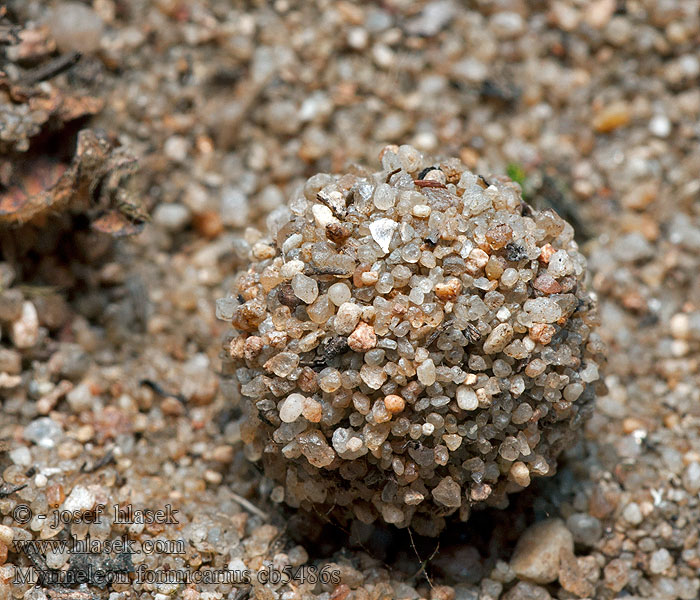 Mravcolev čiernobruchý Fourmilion commun Myrmeleon formicarius