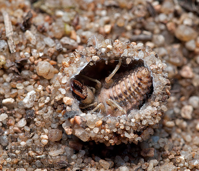Mravkolev běžný Antlion Gemeine Ameisenjungfer Myrmeleon formicarius