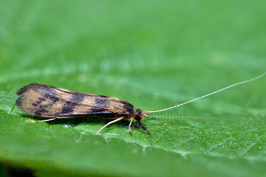 Mystacides longicornis