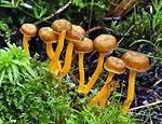 cantharellus_lutescens_bv2348