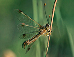 deleproctophylla_australis_dt0372s