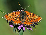 euphydryas_desfontainii_dx0722