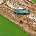 Agrilus_cyanescens_bf5760