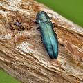 Agrilus_cyanescens_bf5772