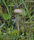 Agrocybe_paludosa_bs1125