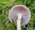 Agrocybe_paludosa_bs1130