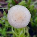 Agrocybe_paludosa_bs1135