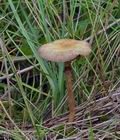 Agrocybe_paludosa_bs1136