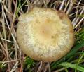 Agrocybe_paludosa_bs1146