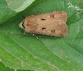 Agrotis_exclamationis_bs0084