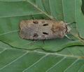 Agrotis_exclamationis_bs1333