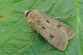 Agrotis_exclamationis_hy5279