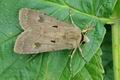 Agrotis_exclamationis_hy5280