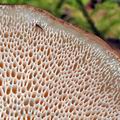 Albatrellus pes-caprae bi5251