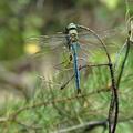 Anax_imperator_bd3493