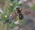 Anthidium_loti_dt1259