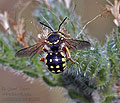 Anthidium_loti_dt1285