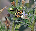 Anthidium_loti_dt1297