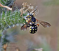 Anthidium_loti_dt1318