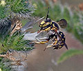 Anthidium_loti_dt1328