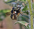 Anthidium_loti_dt1336