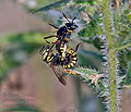 Anthidium_loti_dt1340