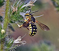 Anthidium_loti_dt1345