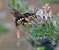 Anthidium_loti_dt1358