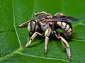 Anthidium_loti_jn7518s