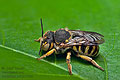 Anthidium_loti_jn7539s