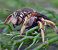 Anthidium_loti_jn7643s