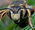 Anthidium_loti_jn7661s