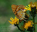 Argynnis_adippe_pi7651