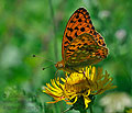 Argynnis_adippe_pi7658