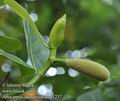 Artocarpus_odoratissimus_g1257