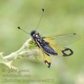 Ascalaphus_longicornis_ae6018