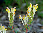scutellaria_orientalis_ae4217